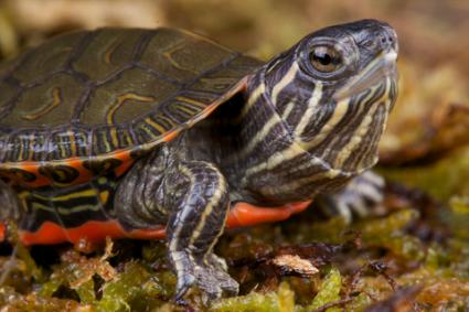 144508-425x283-Western-painted-turtle.jpg