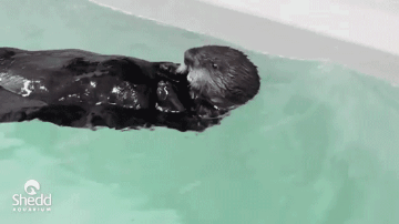 3d099e372de135309484b18145ec9a43.gif