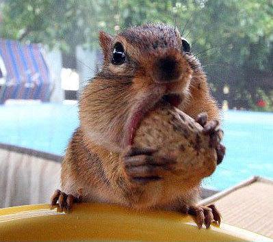 saupload_squirrel_eating_a_nut_31.jpg