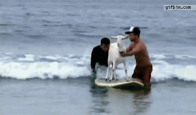 gifs_05.gif