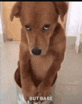 puppy-eyes.gif