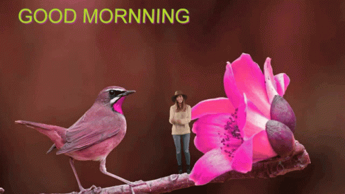 good-morning-bird.gif