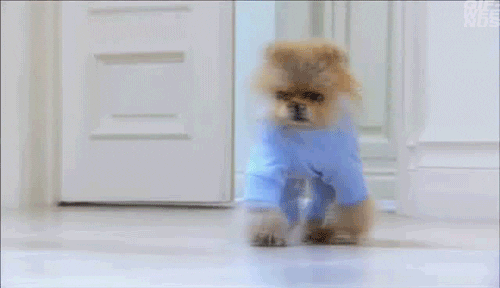 giphy.gif