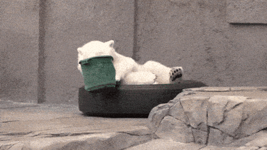 giphy-downsized.gif