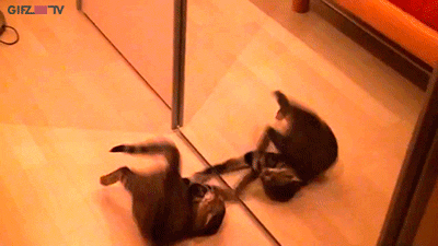 J2qFMfo.gif