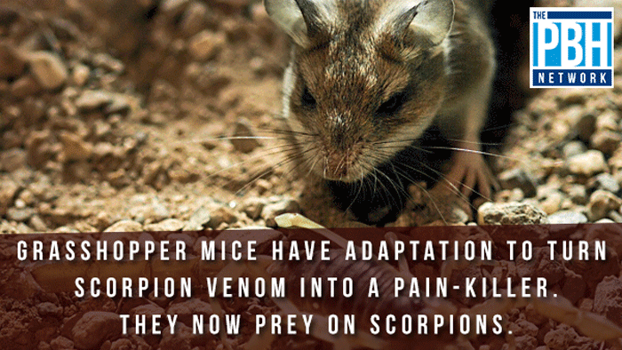 grasshopper-mice.png