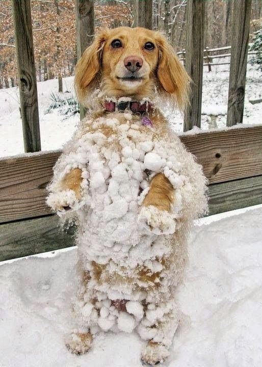 92eaffaf2514783014d96d49931fb7bc--snow-suit-funny-animals.jpg
