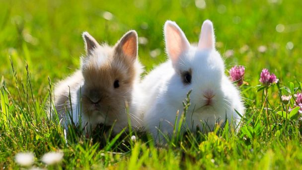 GTY_spring_bunny_04_jef_140318_16x9_608.jpg