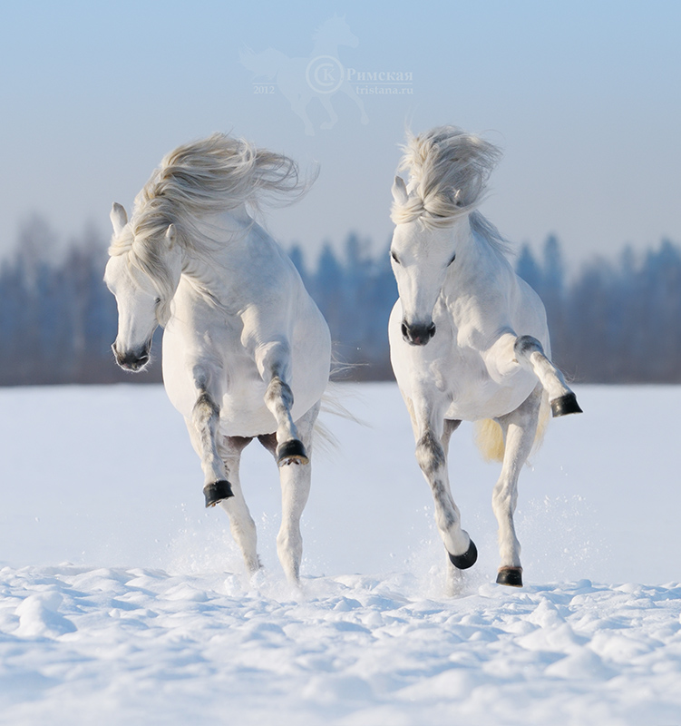 Horse+on+th.jpg