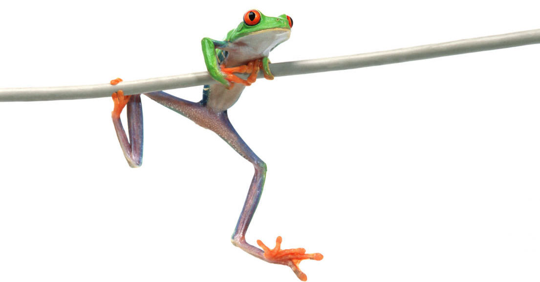 frog-hanging-in.jpg