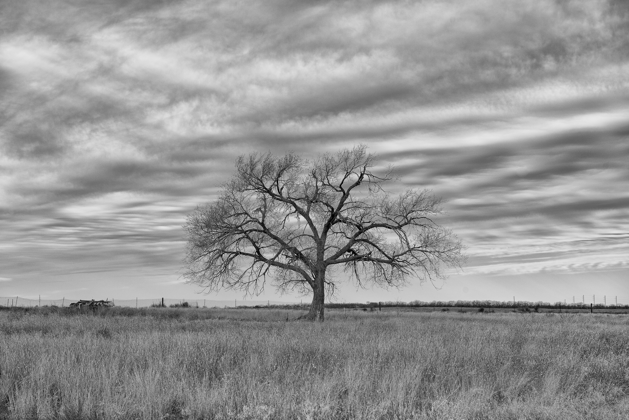 west_texas_winter_tree.jpg