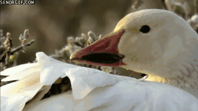 mother-goose
