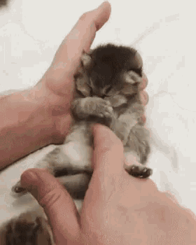 kitten-tickle.gif