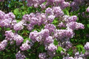 lilac20.jpg