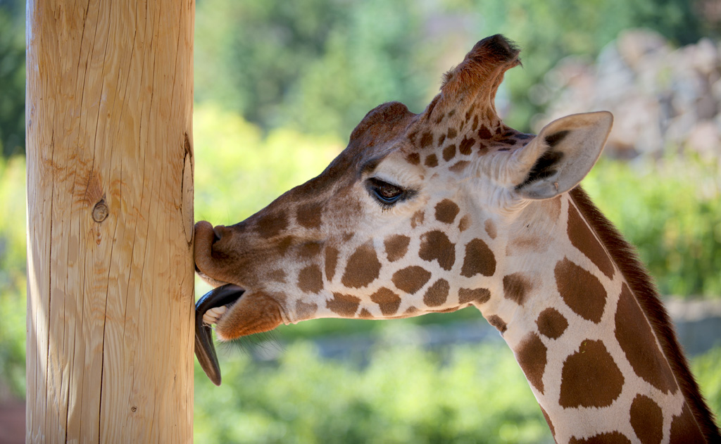 JPEG_GIRAFFE_LICKING_POLE_20100917_1513_copy.jpg