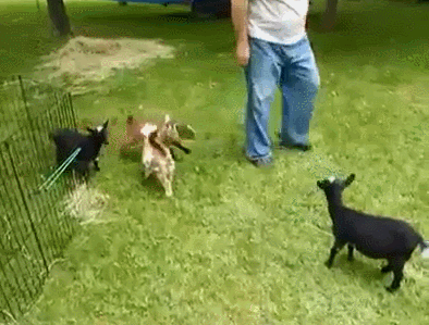 17035418.gif