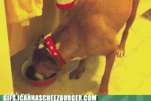 sneak-level-99