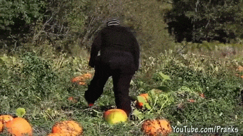 d2cccd6d98f18f7c9e5fb9fd11ca2fb9.gif