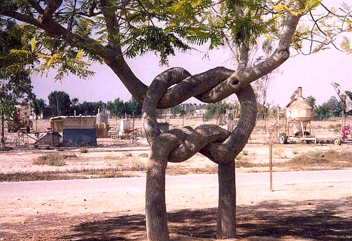 knotted-trees.jpg
