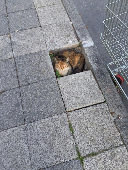 cat-in-sidewalk.jpg