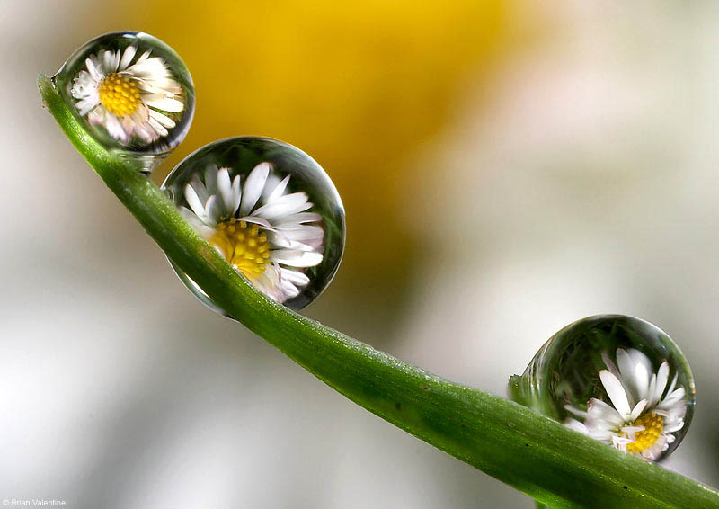 flowersDM3007g_800x566.jpg