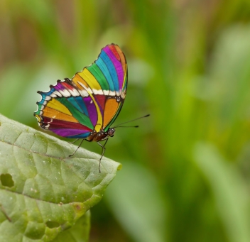 Rainbow-butterfly.jpg