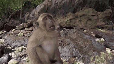 monkey-takes-a-selfie
