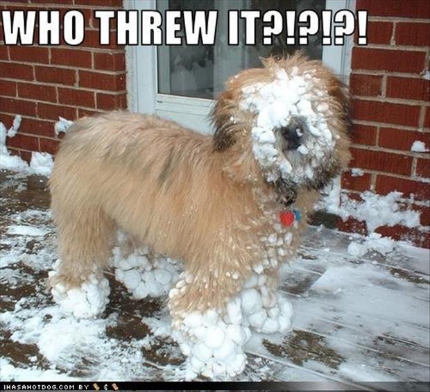 funny-winter-pictures-1.jpg