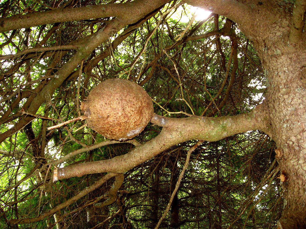 Tidnish_Tree.jpg