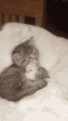 cute-kitten-and-bird.gif