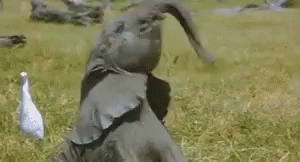 elephant-twirling.gif