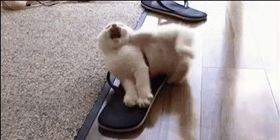 flip-flops-cat.gif