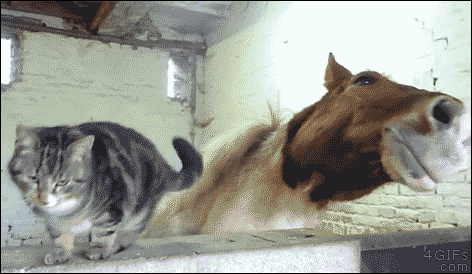 a-tabby-cat-rubbing-itself-against-a-horses-head