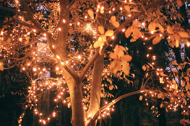 fairy-leaf-lights-tree-yellow-Favim.com-129995.jpg