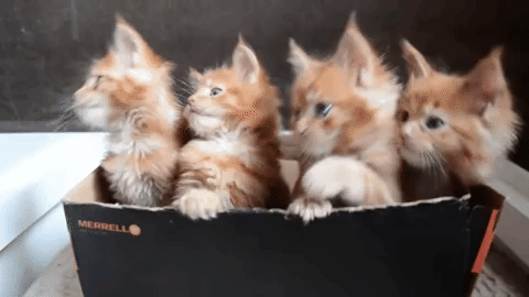 giphy.gif