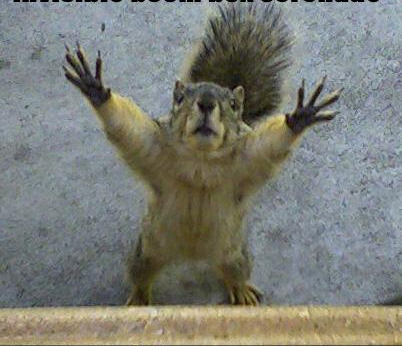 squirrel5.jpg
