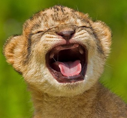 Toothless-Baby-Lion-Smiles-for-the-Camera-2.jpg