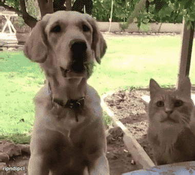 ani_cat-blocks-dog-treat.gif
