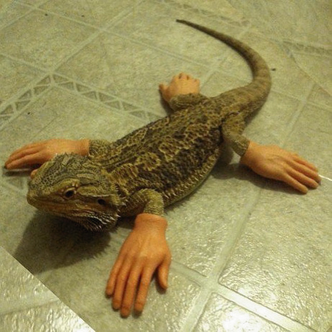 human-hands-lizard.jpg