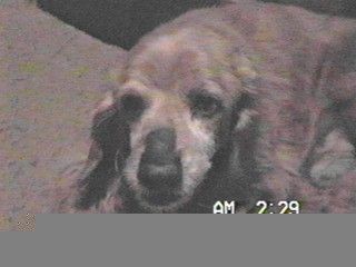 oliver.jpg
