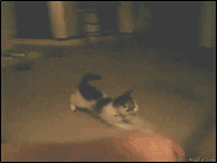 teH0h5t.gif