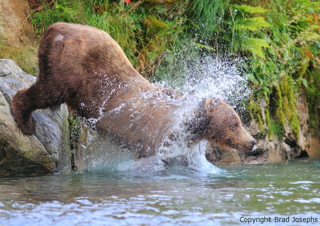 geo11fishing-grizzly-.jpg