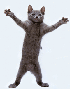 dancing_kitty.gif