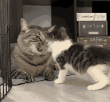 cat-kitty.gif