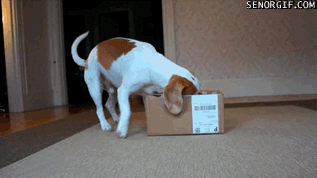 whats-in-the-box