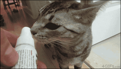 KPuo.gif