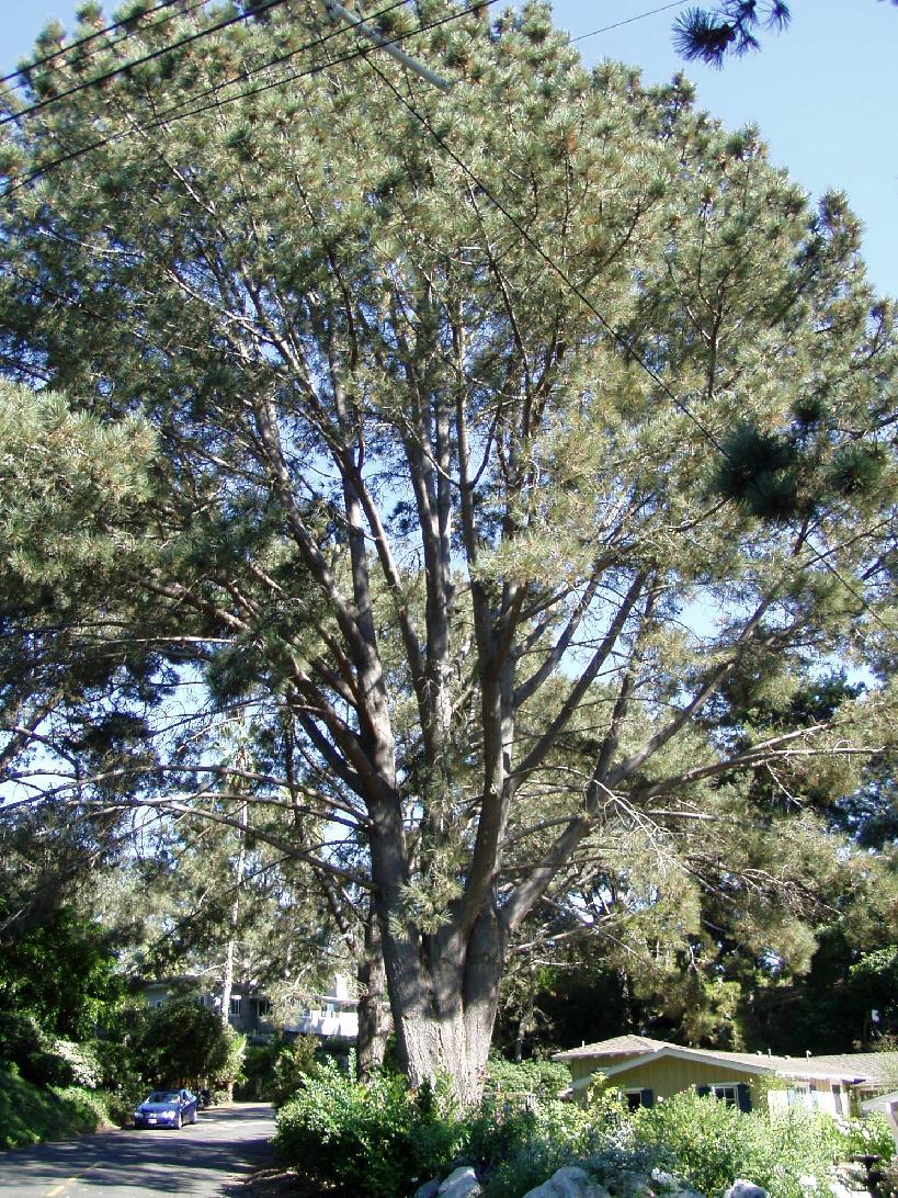 torrey_pine.jpg