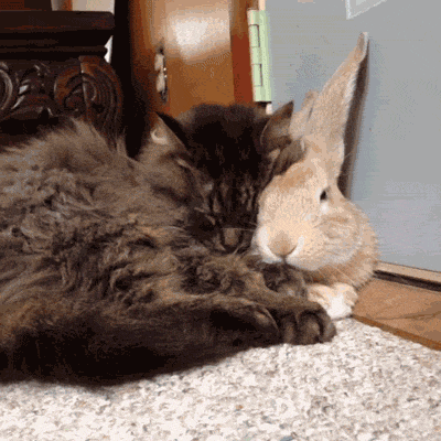 gif-of-kitten-and-bunny-cuddling