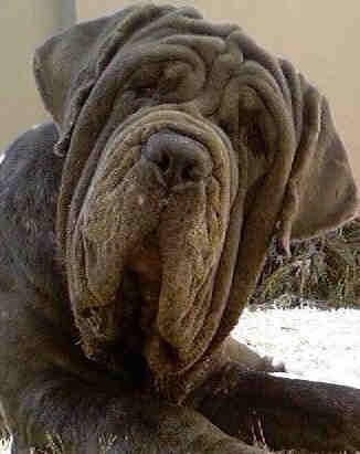 Mastiff-16.jpg