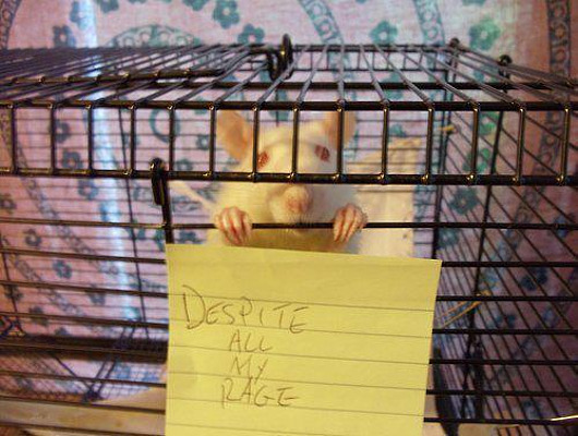 sign_despite-all-my-rage.jpg